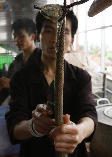 Điều này để bảo đảm con rắn độc không tấn công khi bị nhân viên nhà hàng làm thịt.
